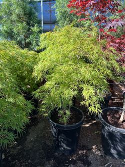 Dwarf Japanese maple