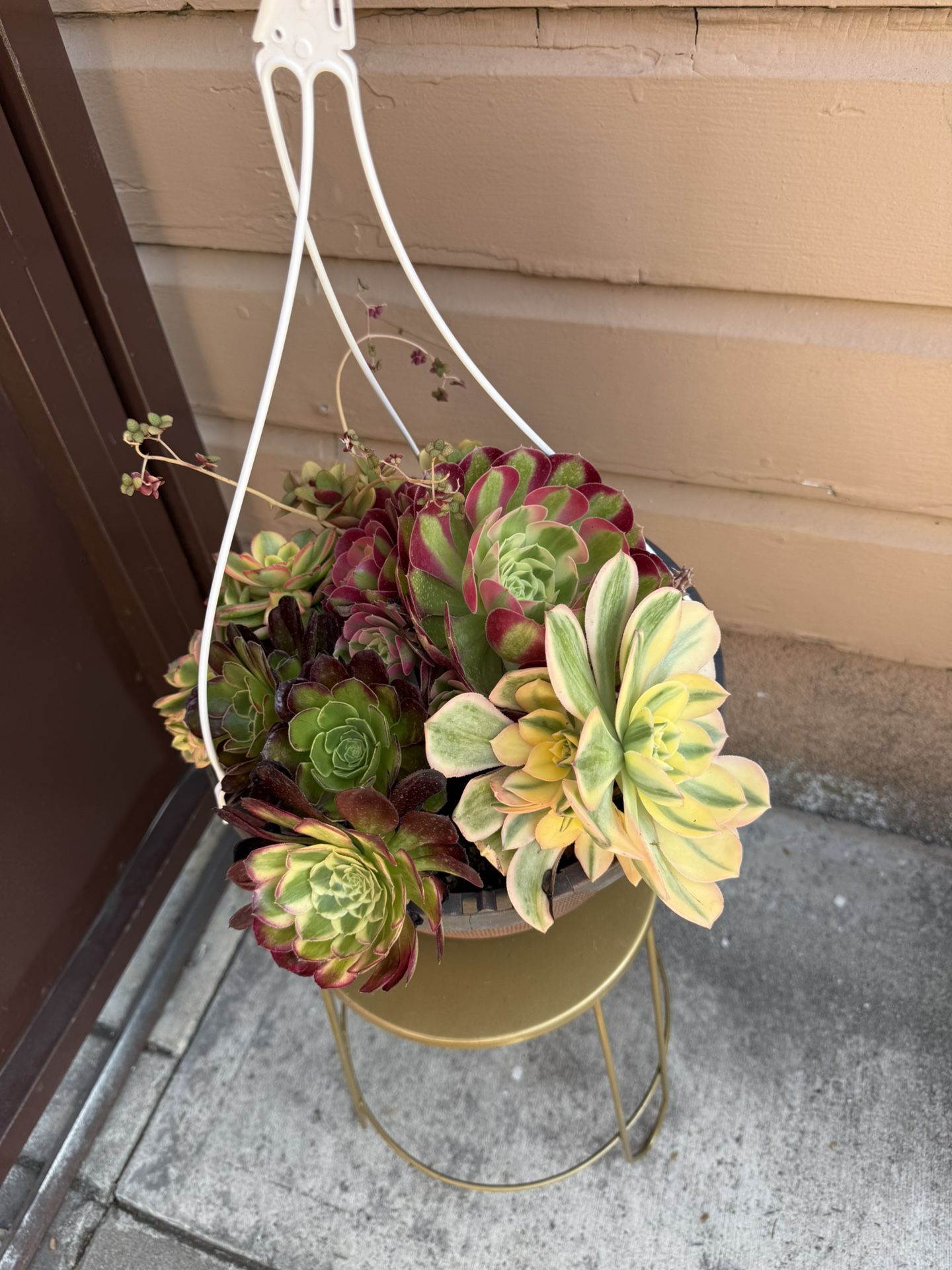 10” Mix Aeonium Pink Witch Kiwi Sunburst And Others