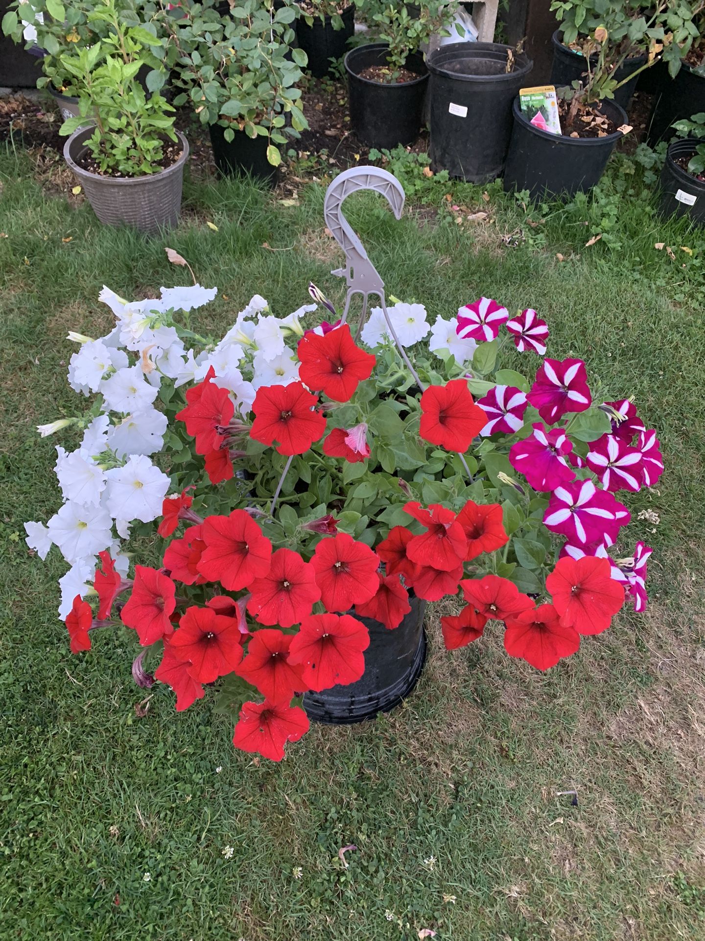 Outdoor Plant