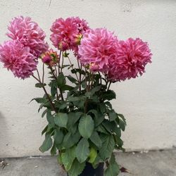 Dhalia Plant, Is Outdoor Sun Plant In 5 Gallons Pot Pick Up Only