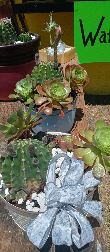 Succulents With Pink Blooming Cactus 