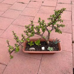 Large Beautiful Bonsai Succulent Plant Flower In Pot Zen Peaceful Calm Home Patio Yard Garden Lawn