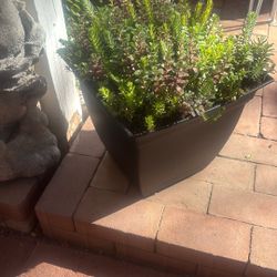 succulents in  decorative pot