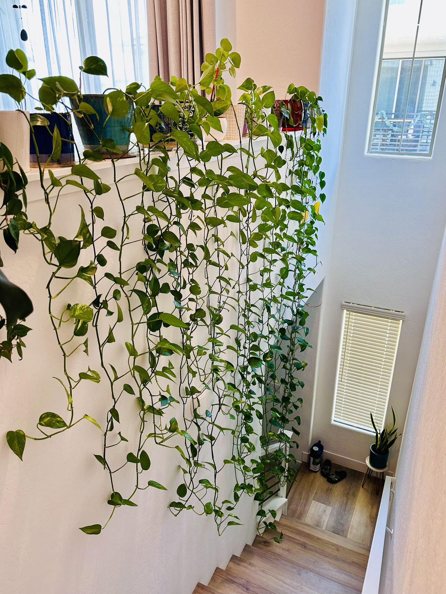 Pathos Pothos Plant Long Vines Beautiful And Healthy