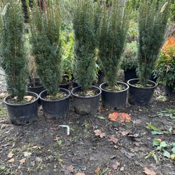 Taxus Baccata ‘Fastigiata’ ( Irish Yew) 5gal
