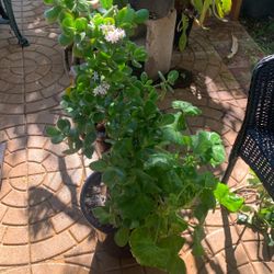 2 In One Outdoor Plants