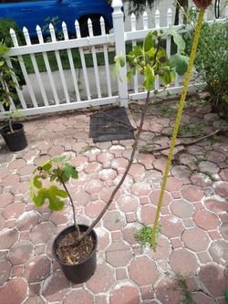 Young Fig Tree