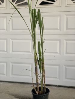Sweet Organic Sugar Cane Plants in 5 Gallon pot Multiple plants in pot Sugarcane Plant   Cash only  Pick up in North San Jose, by appointment only  Lo