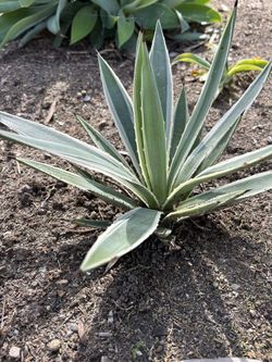 Succulents - Varied