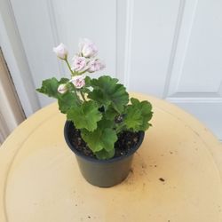 Potted Double Rose