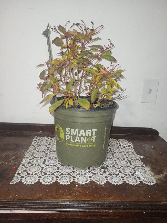 Firebush Lime Sizzler