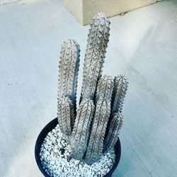 Euphorbia Abdelkuri Imported