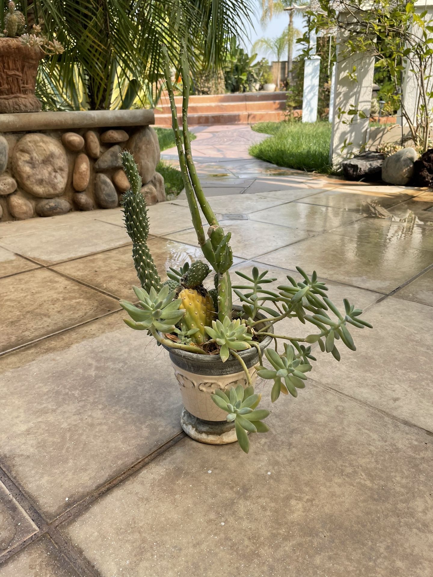 Succulent Arrangement