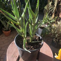 Aloe Vera Plant Has 2 Plants