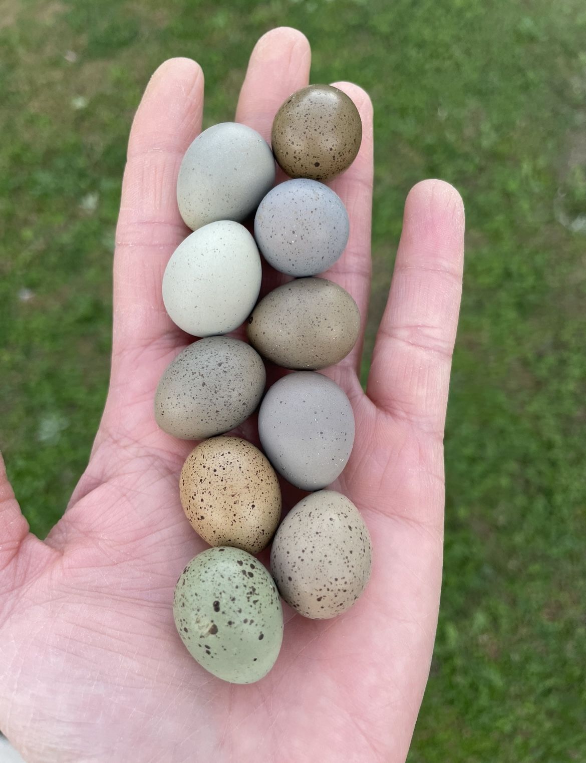 Button Quail Eggs And Coturnix Eggs