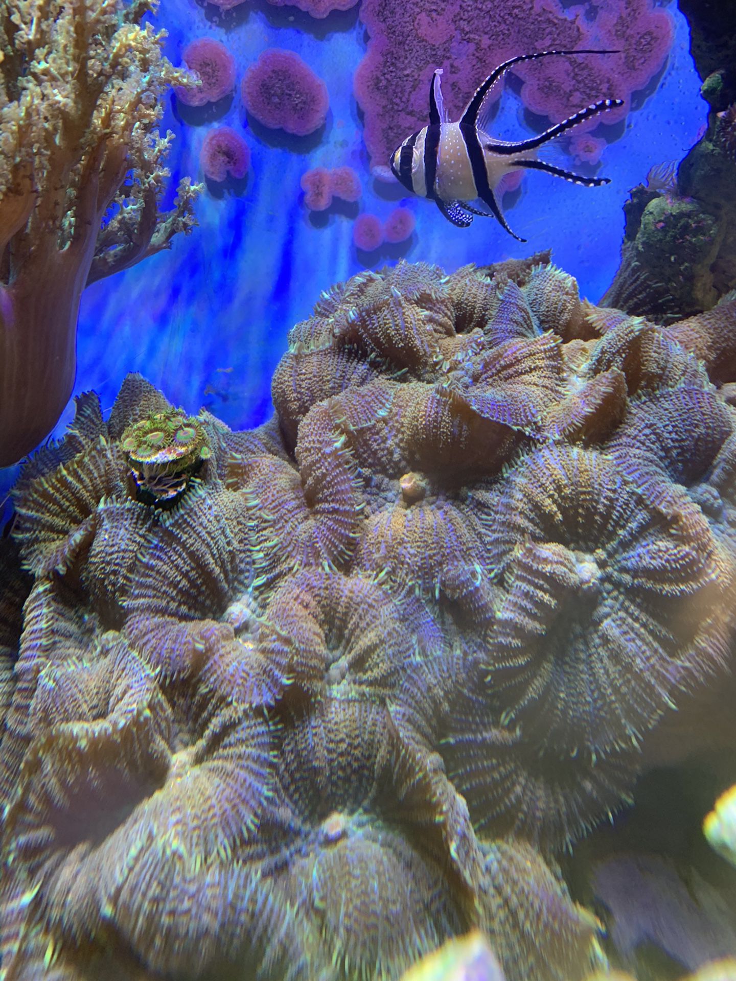 Coral , Green Rhodactis Muchroom