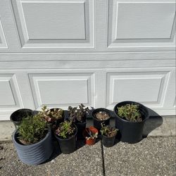 Free perennials