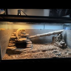 Reptile Tank