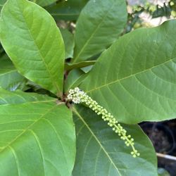 Indian Almond Tree 