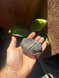 Trilobite Fossil Drotops megalomanicus