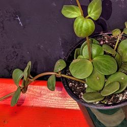 Peperomia Hope