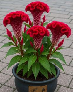 Red Scarlet Celosia Cristata