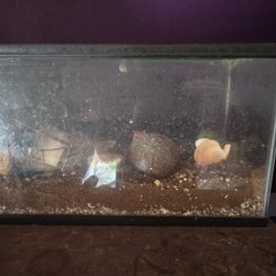 Hermit Crab Tank Or 10 Gallon Fish Tank Used 