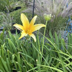 Daylily 
