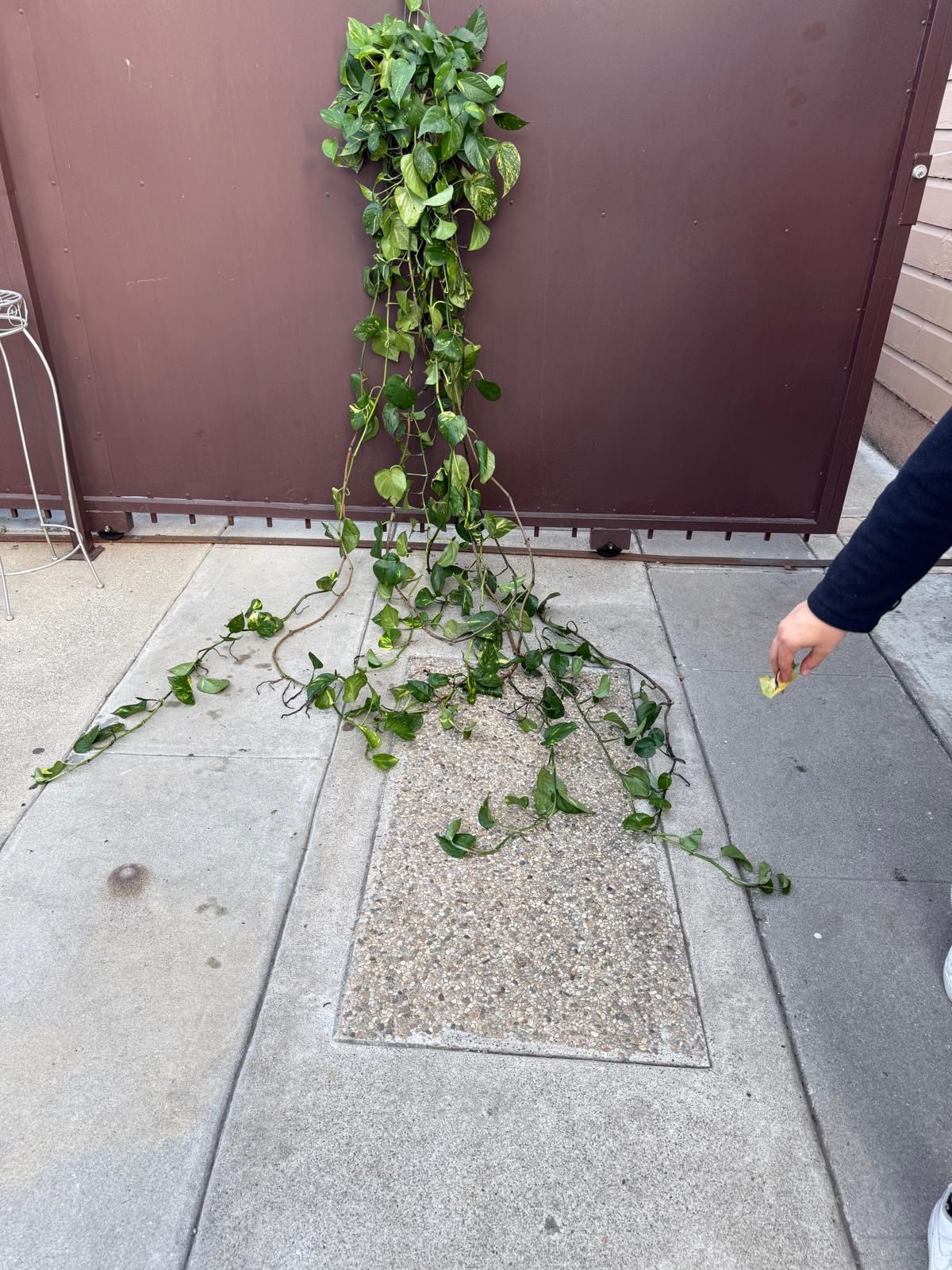 6” XXXL golden pothos