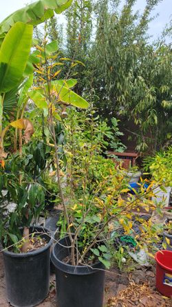 Big Pomegranate Tree