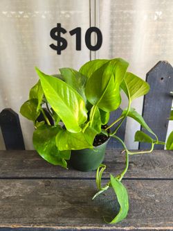 Pothos