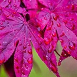 2-3" Red Maples. Lots Available 