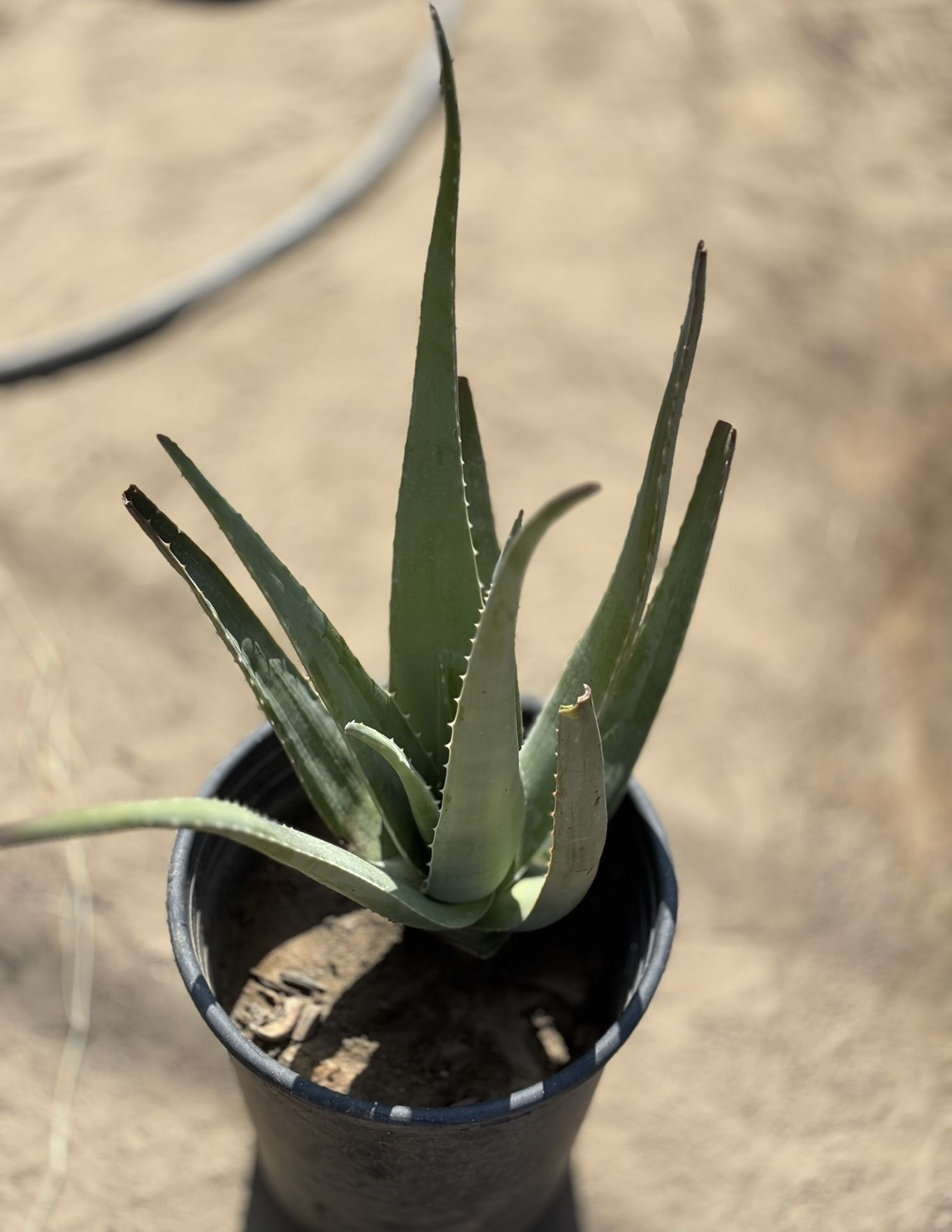 Aloe Vera Plant / Sábila