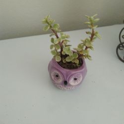 Elephant Bush Plant In Ceramic Pot 