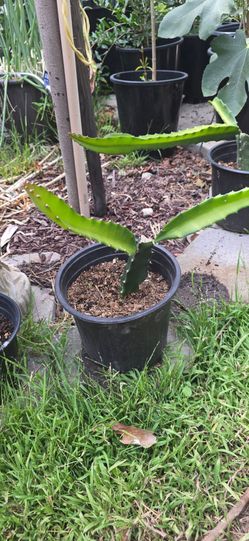 Dragon fruit