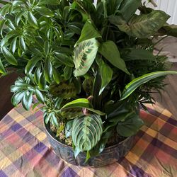 Large Variety House Plants + Ceramic pot