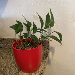 Jade Pothos Plant in Red Pot