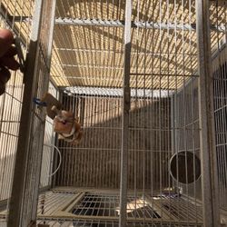 Bird cage