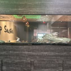 8ft X 30” X 30” Fish Tank With Sump And Pumps. Koi’s Included 