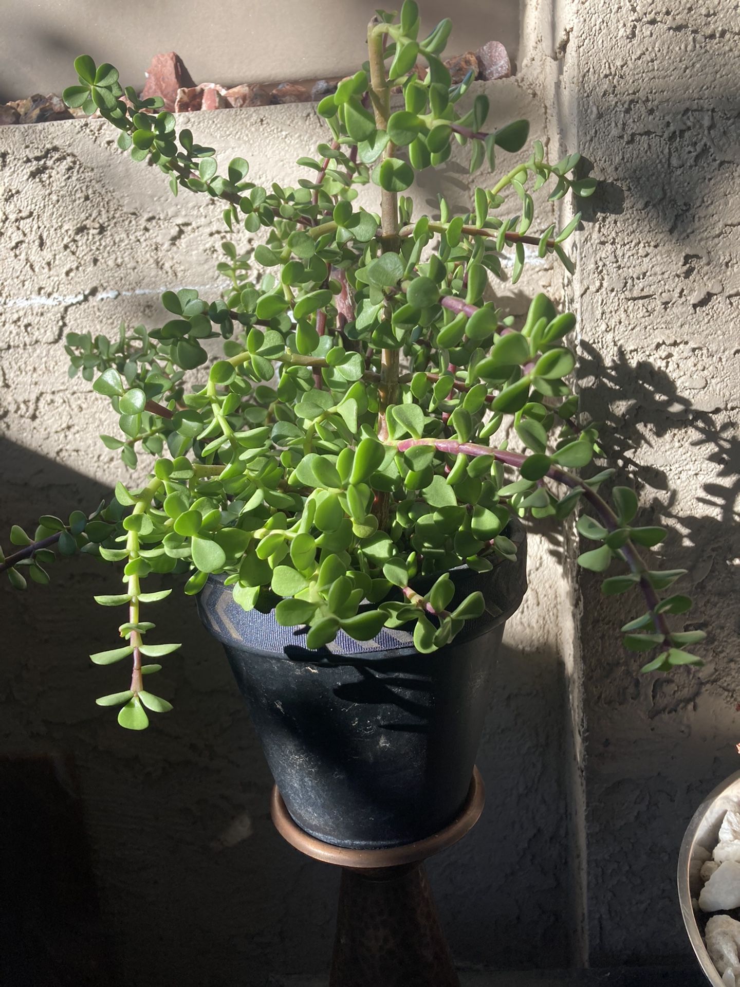 Elephant Food Succulent Plant
