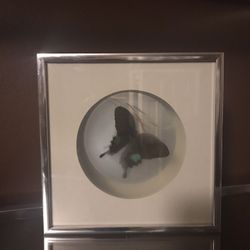 Vintage butterfly frame