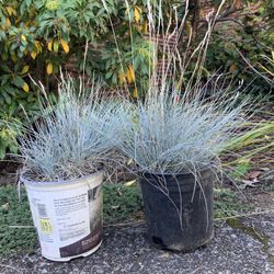 Blue Grass