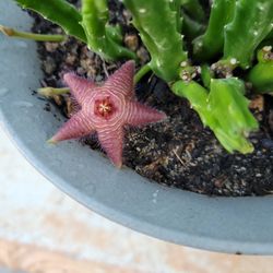 Stapelia Scitula, Starfish Flower Succulent