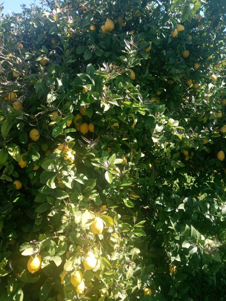 Organic Lemons For Sale