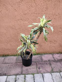 Potted Plant For $10