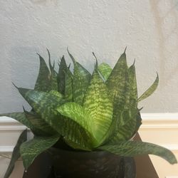 Spider Plant