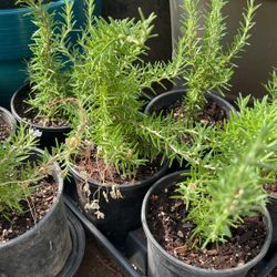 Plantas De Romero Rosmery Plants