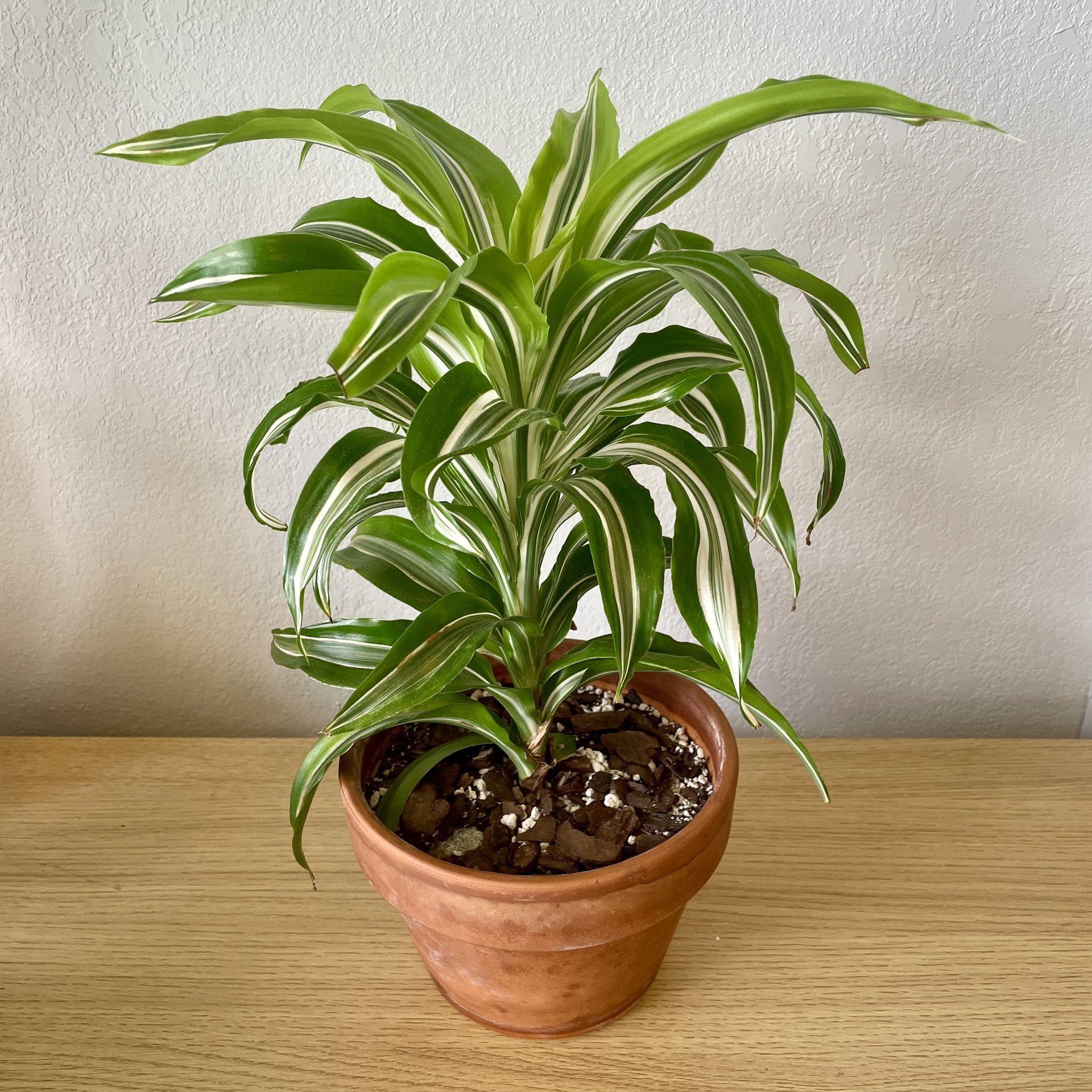 Dracaena Lemon Lime Surprise In 6.5in Terracotta Pot