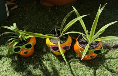 Spider plants