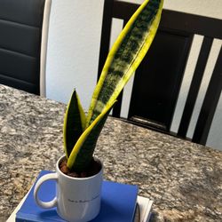 Sensevieria plant in Ceramic Mug